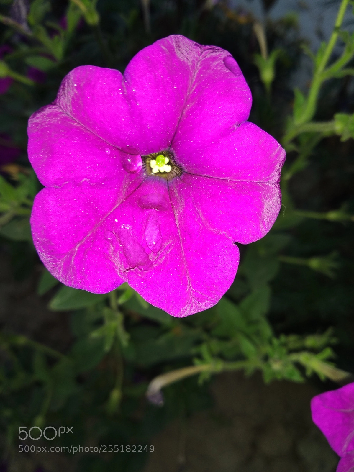 Xiaomi Redmi Note 5 sample photo. Untitled photography
