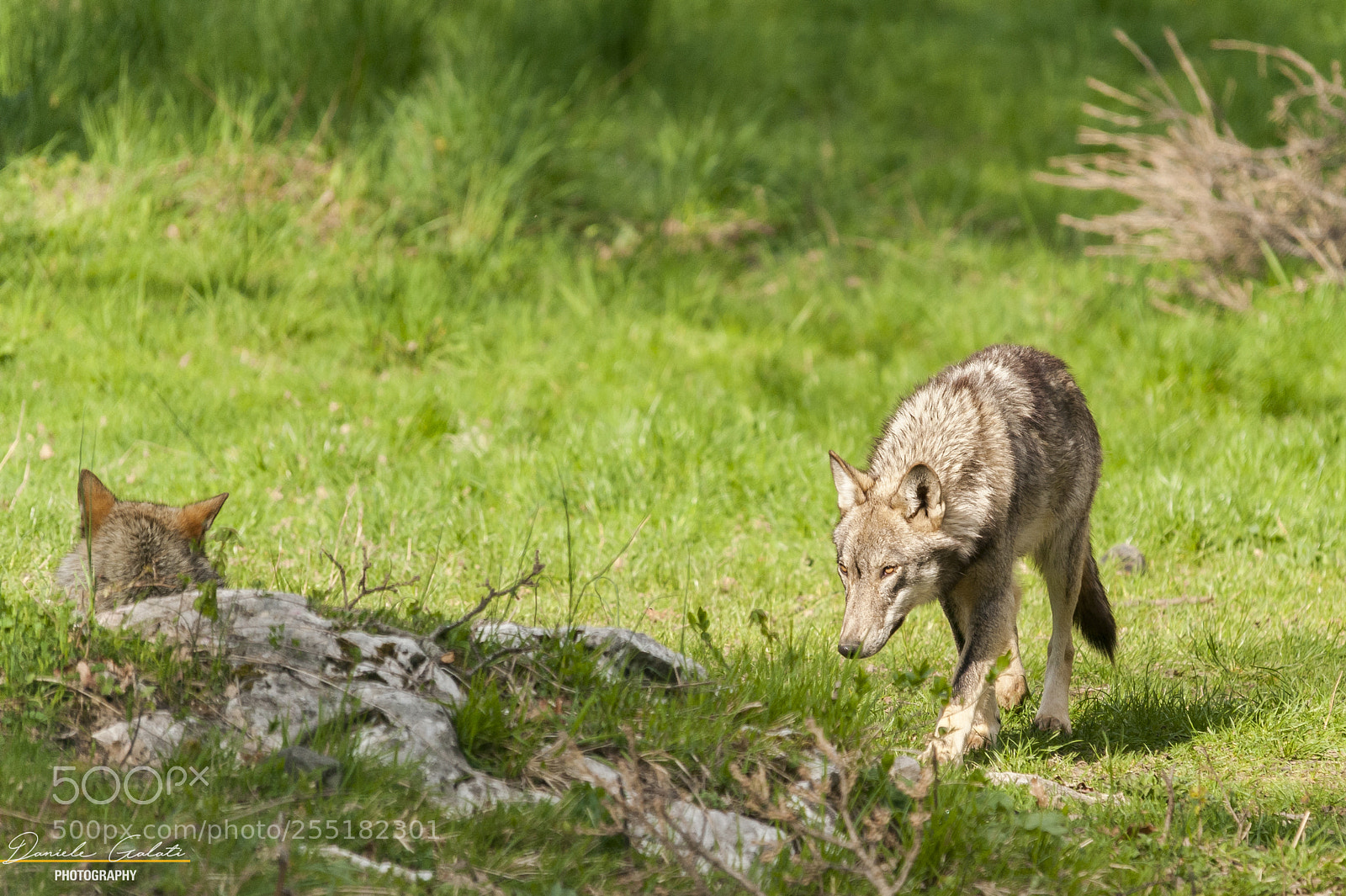 Nikon D700 sample photo. Canis lupus italicus photography