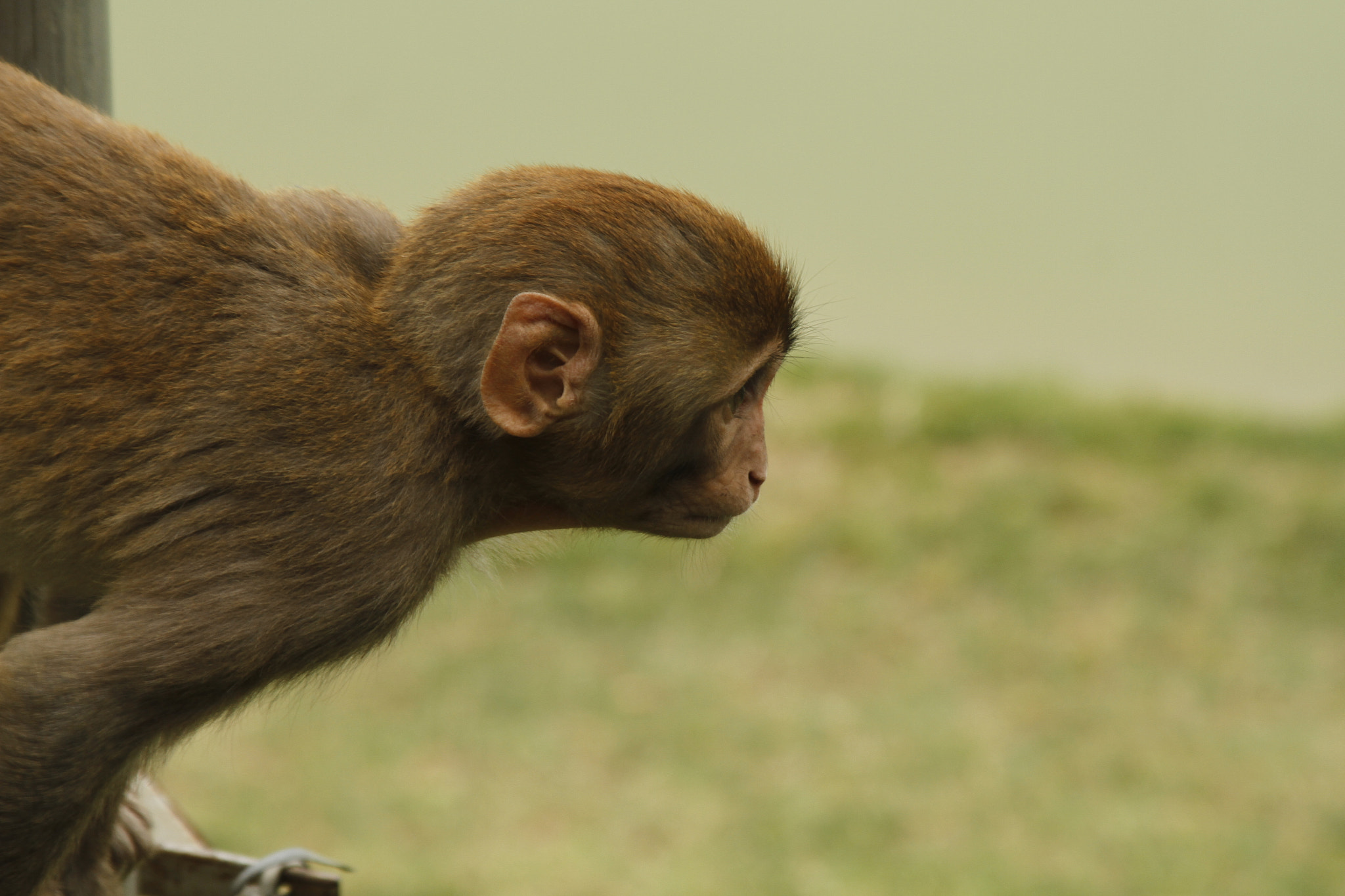 Canon EOS 7D + Canon EF 28-135mm F3.5-5.6 IS USM sample photo. Monkey photography