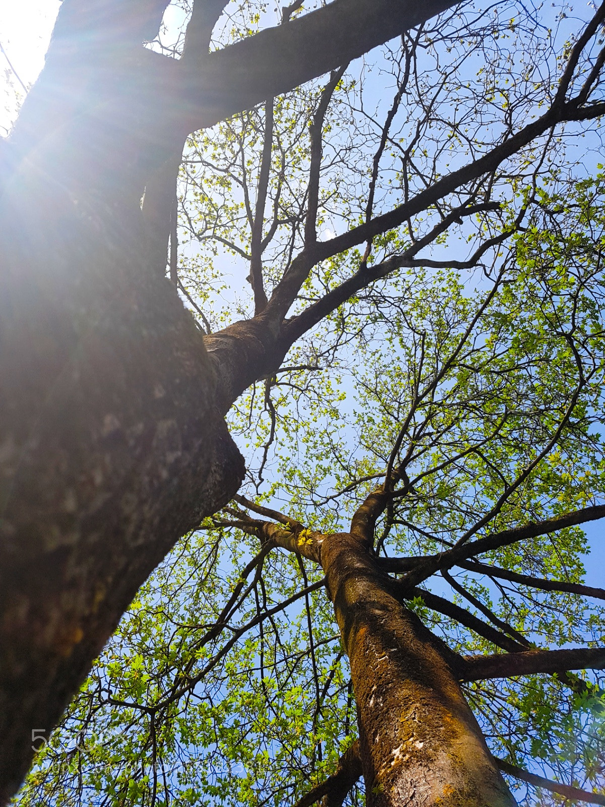 Samsung Galaxy S7 sample photo. Tree from underneath photography