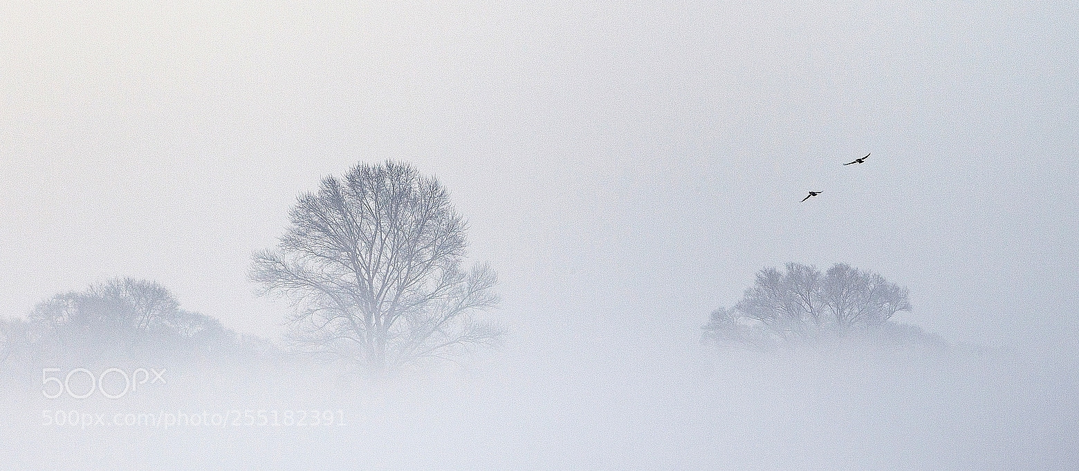 Canon EOS 5D Mark II sample photo. 雾(mist) photography
