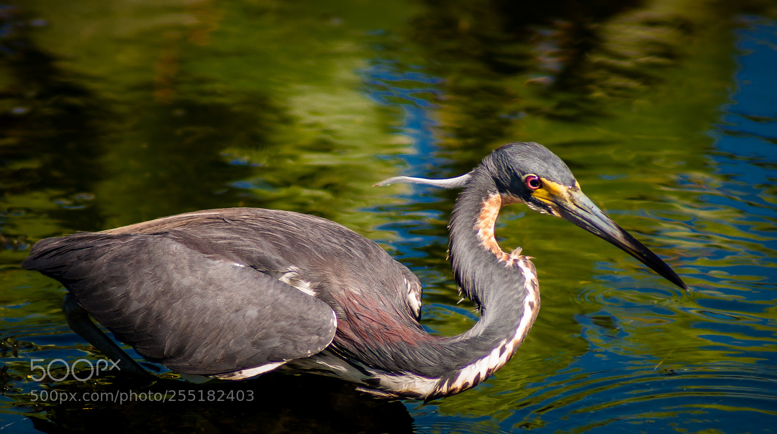Nikon D5000 sample photo. Blue heron hunting for photography