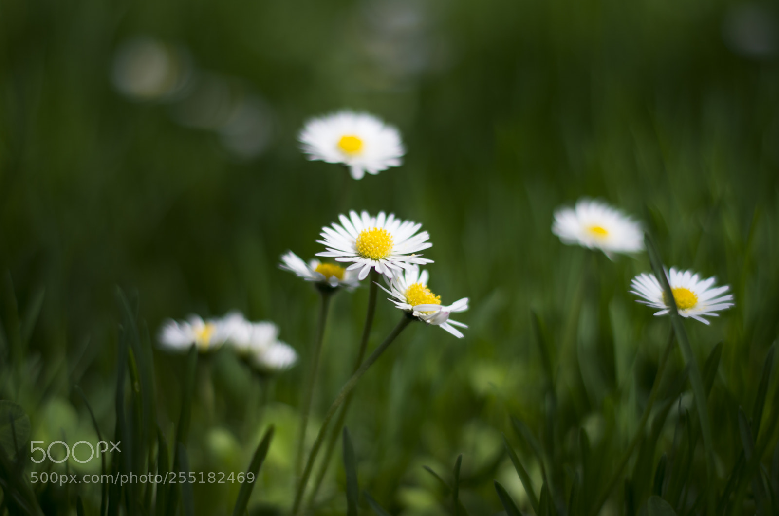 Pentax K-5 II sample photo. Bellis perennis (sedmokráska) photography