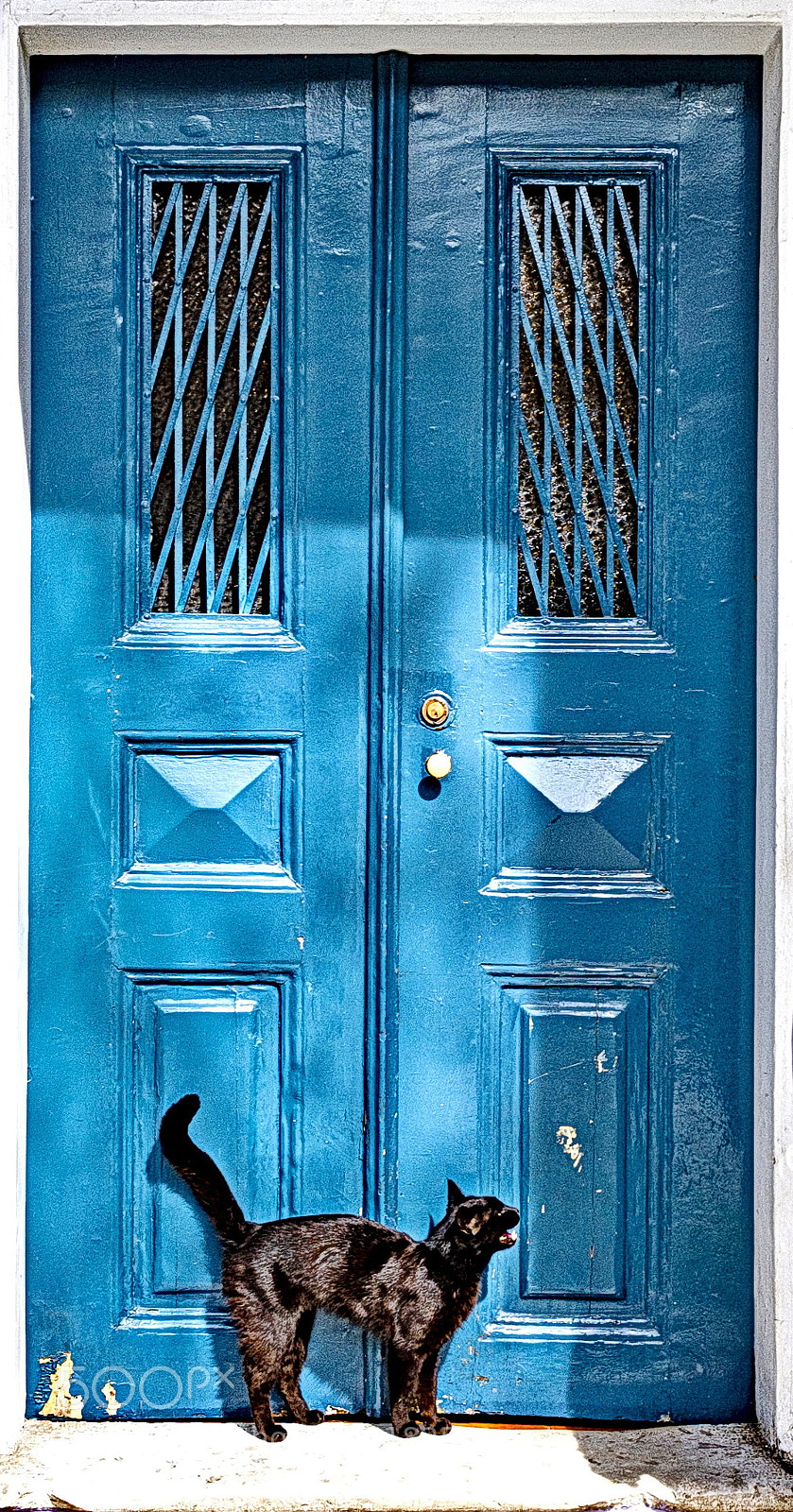 Nikon D610 sample photo. Black cat photography
