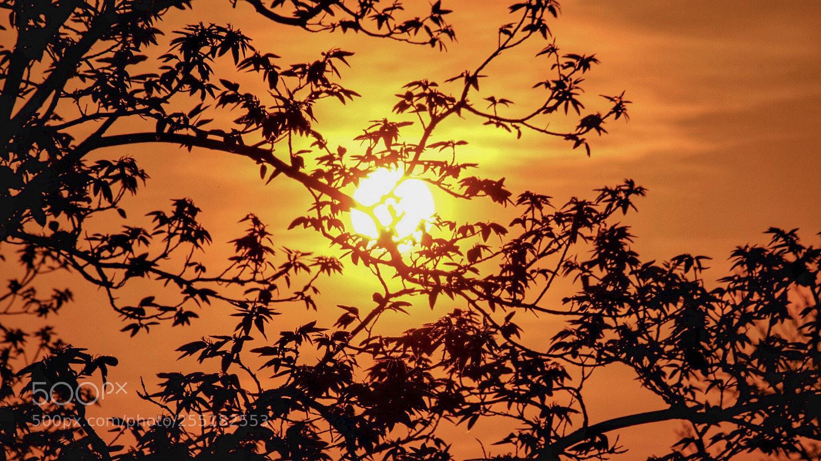 Fujifilm X-E3 sample photo. Spring sunset.... photography