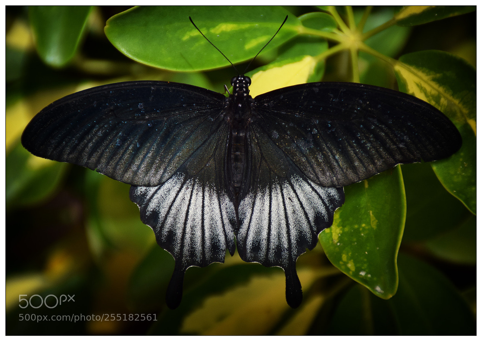 Nikon D5300 sample photo. Butterfly photography