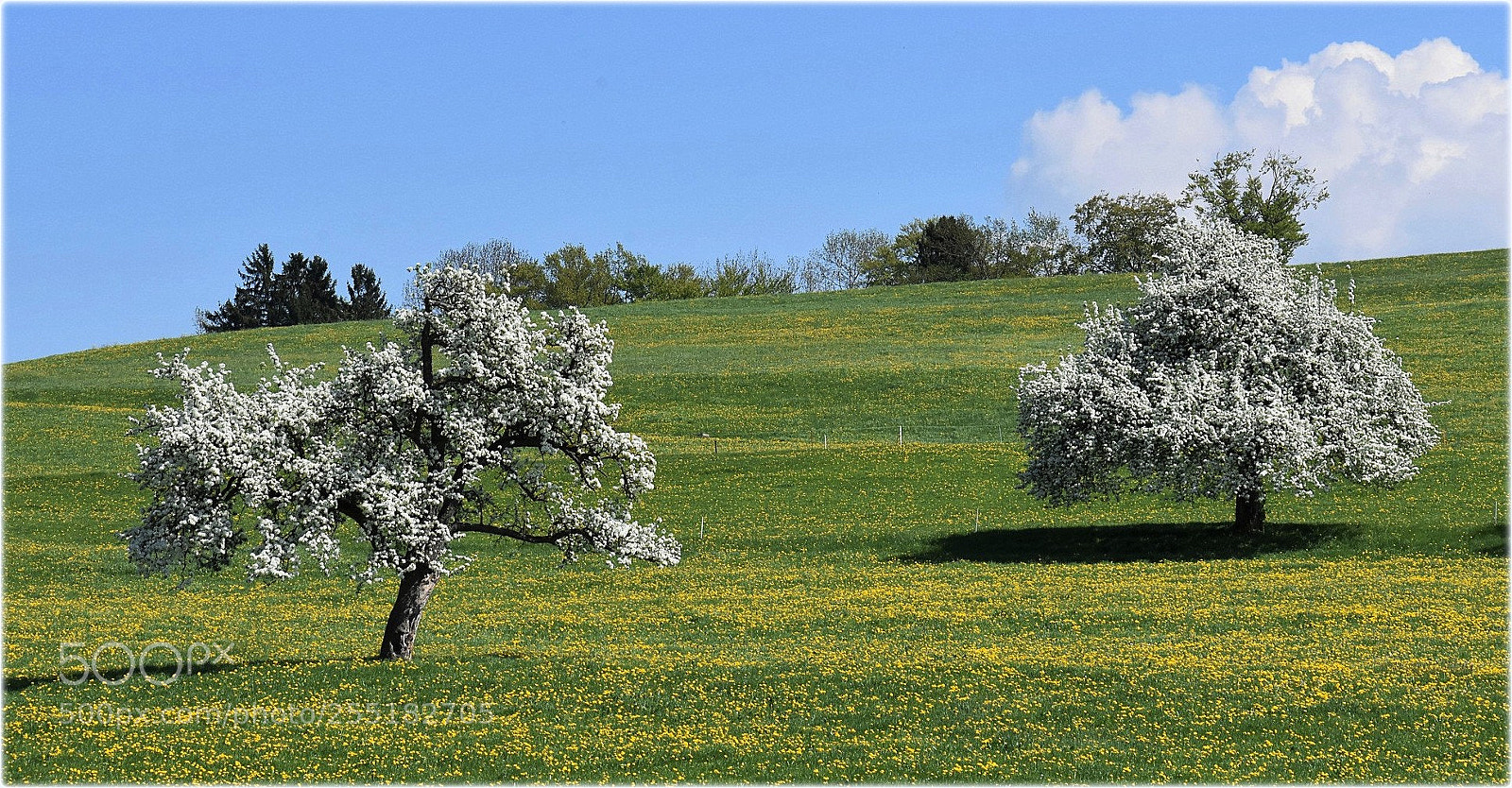 Nikon D7200 sample photo. "blossomtrees,,;" photography