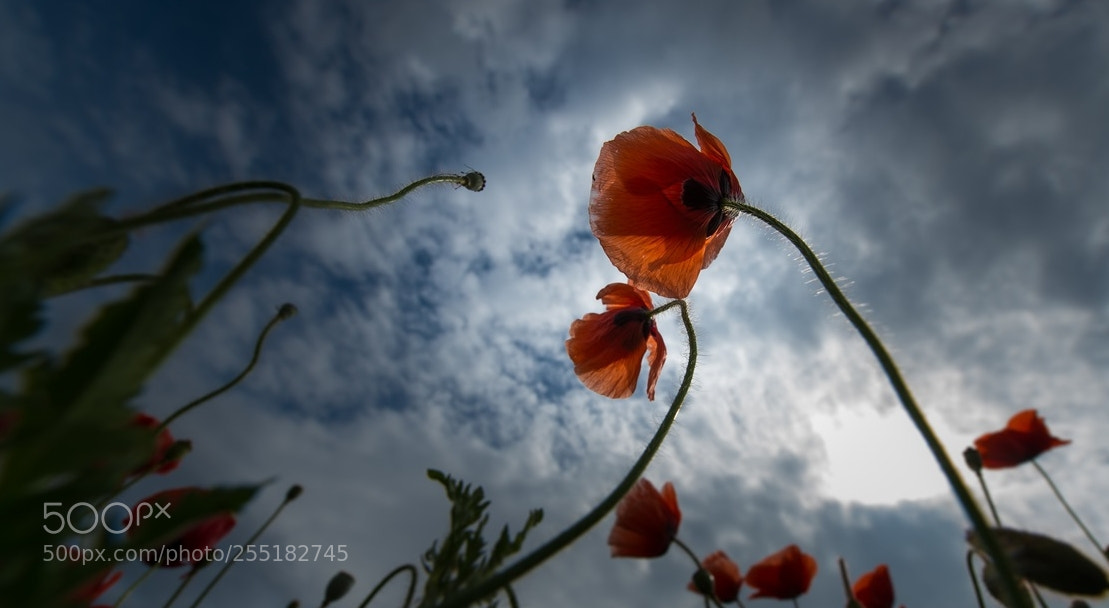 Nikon D4 sample photo. Poppies photography