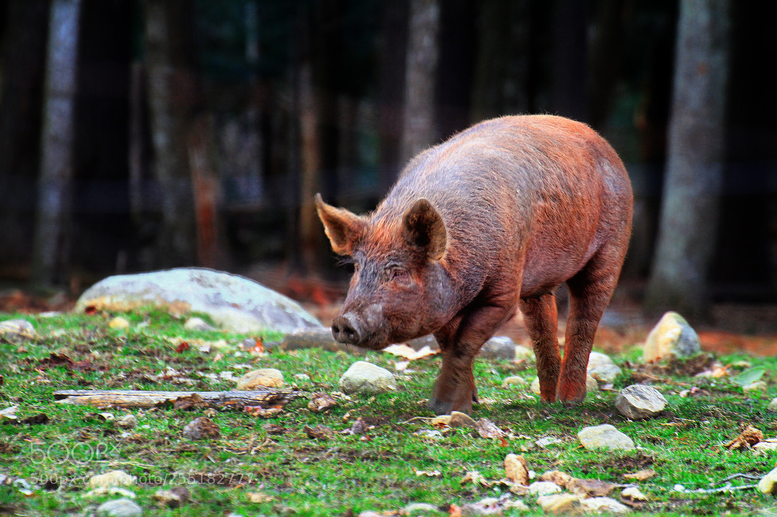 Canon EOS 7D sample photo. Trichinosis photography
