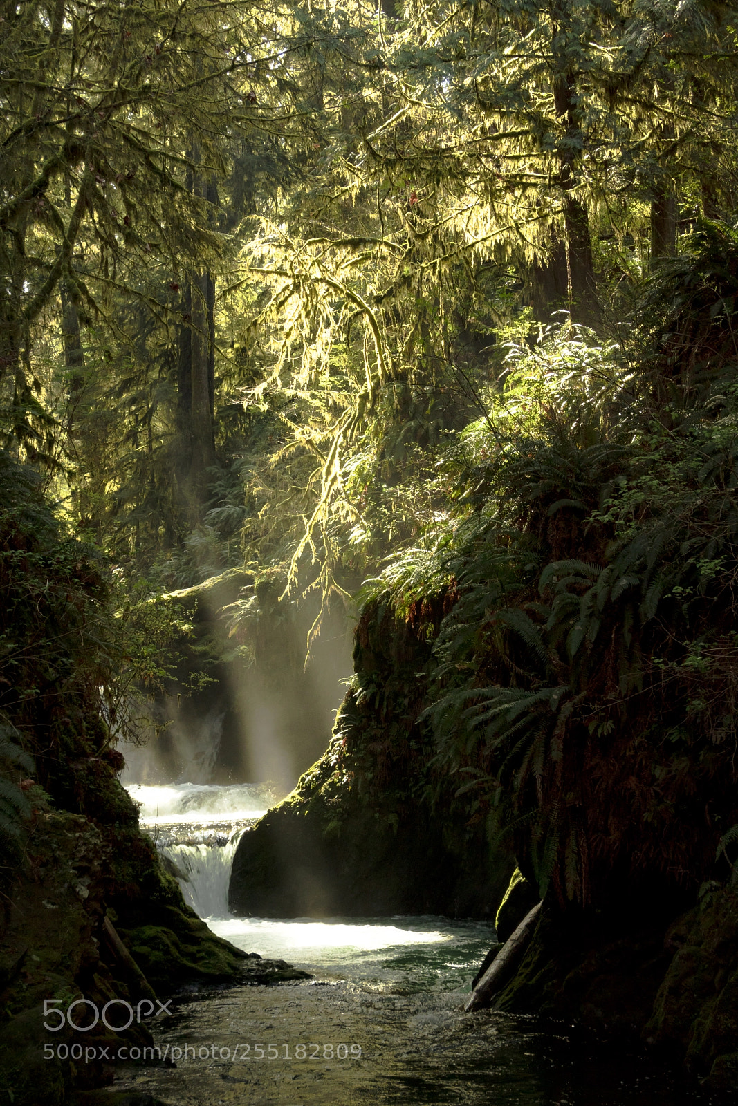 Canon EOS 77D (EOS 9000D / EOS 770D) sample photo. Quinault rainforest photography