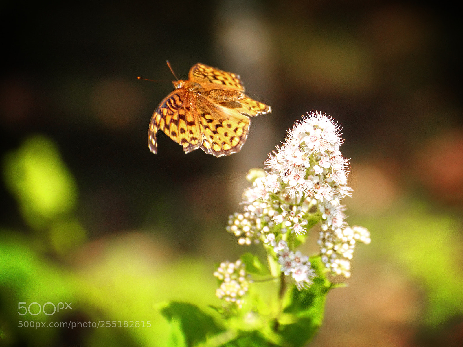 Canon EOS 7D sample photo. Tattered photography