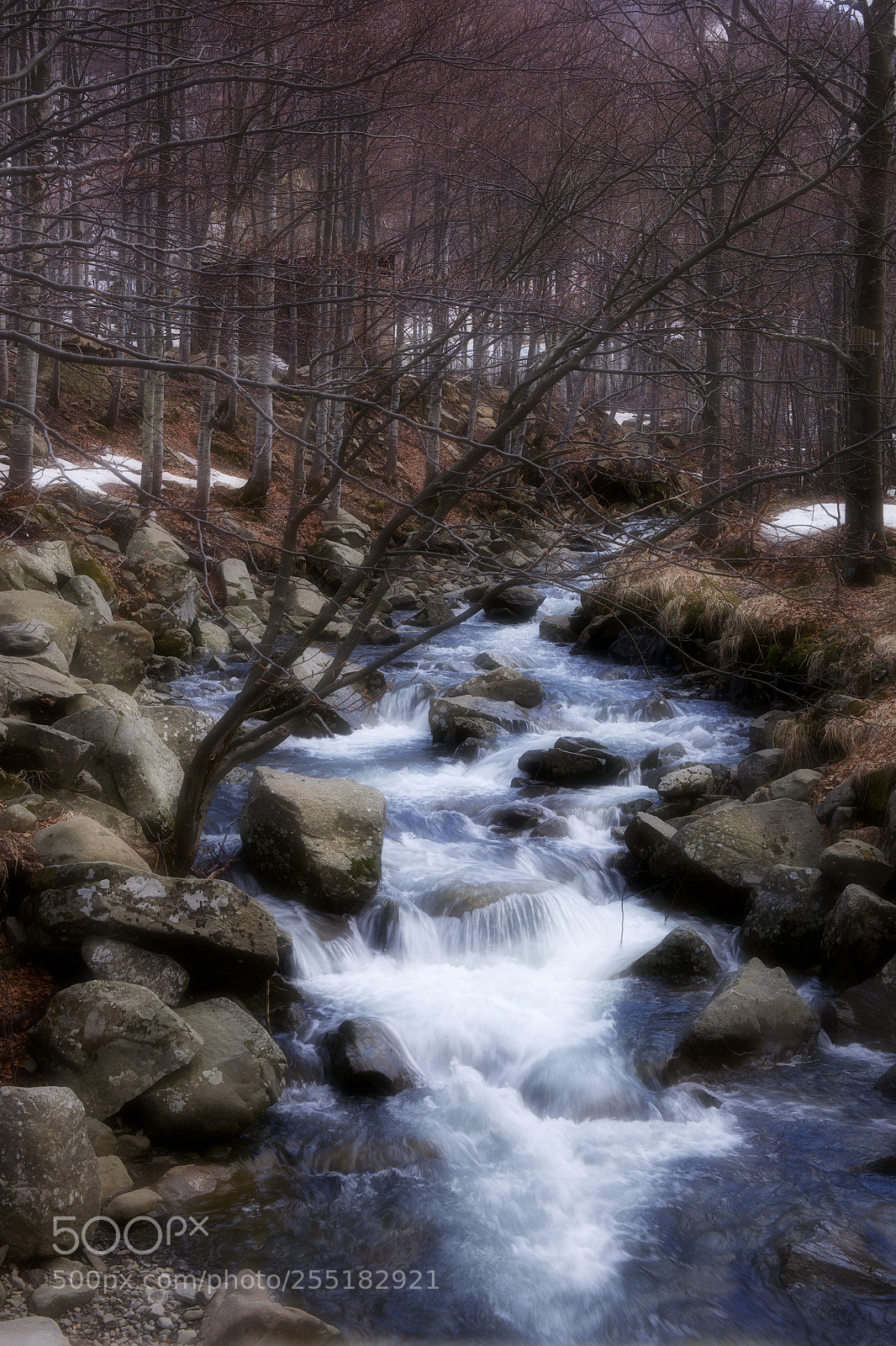 Canon EOS 5D Mark II sample photo. Nel bosco...... photography