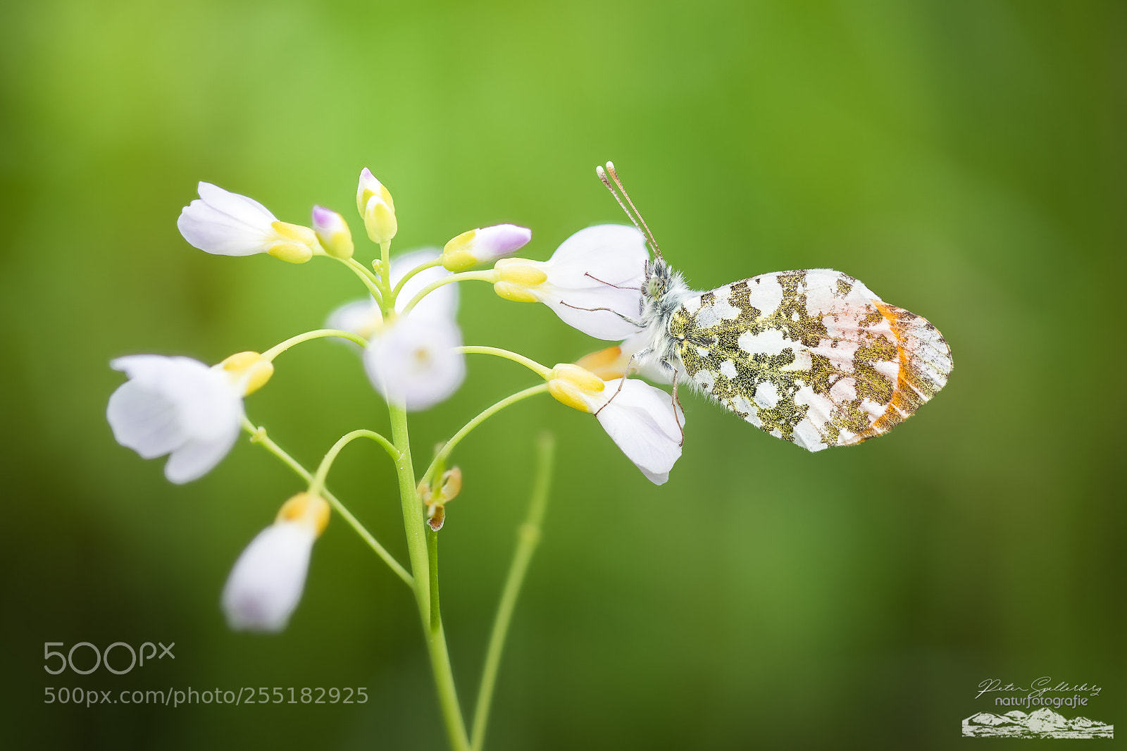 Canon EOS 5D Mark IV sample photo. ...springtime... photography