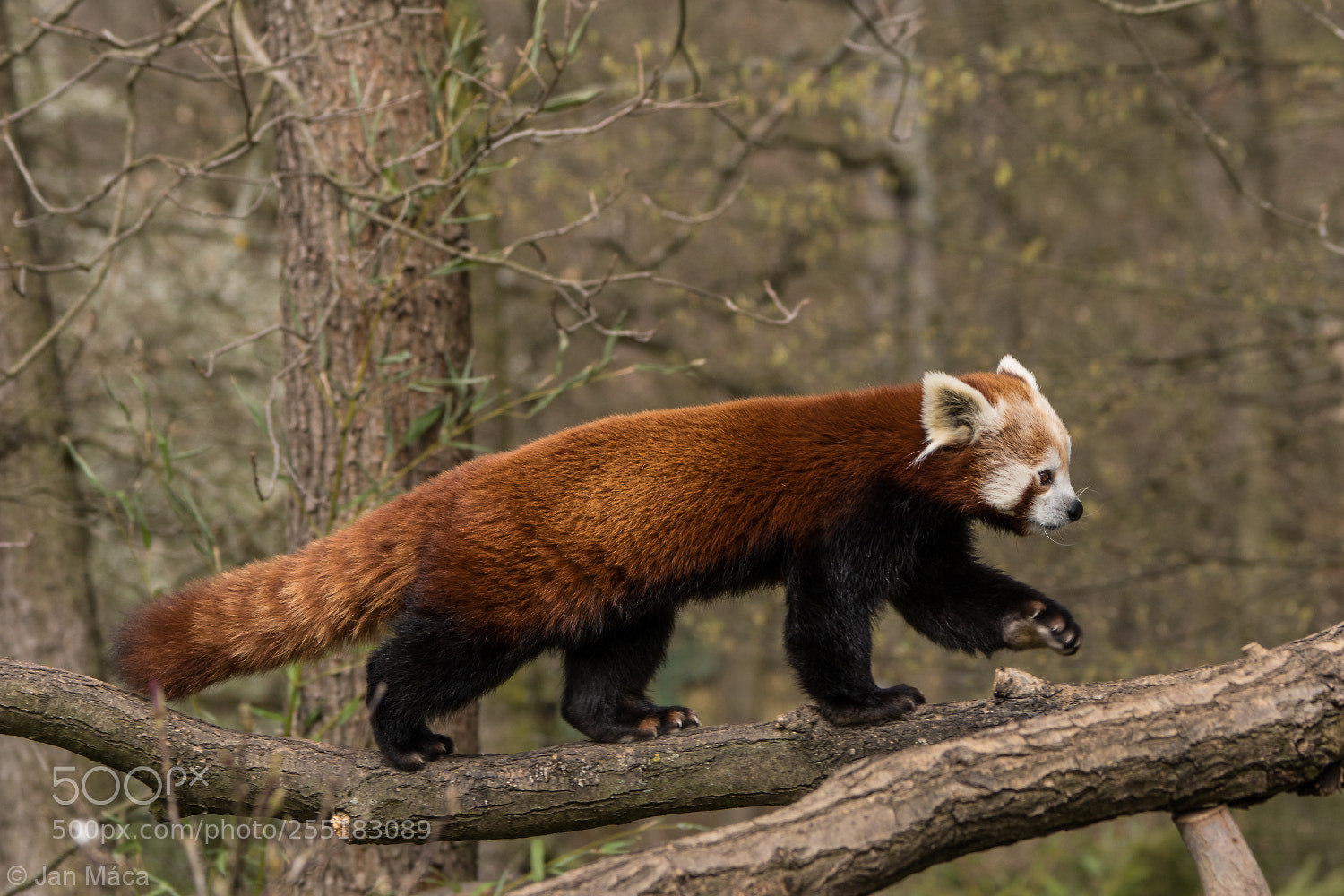 Sony ILCA-77M2 sample photo. Walking on the branch photography