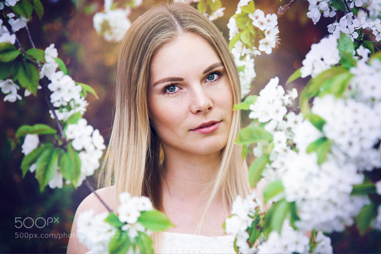 Nikon D600 sample photo. Kirschblüte photography