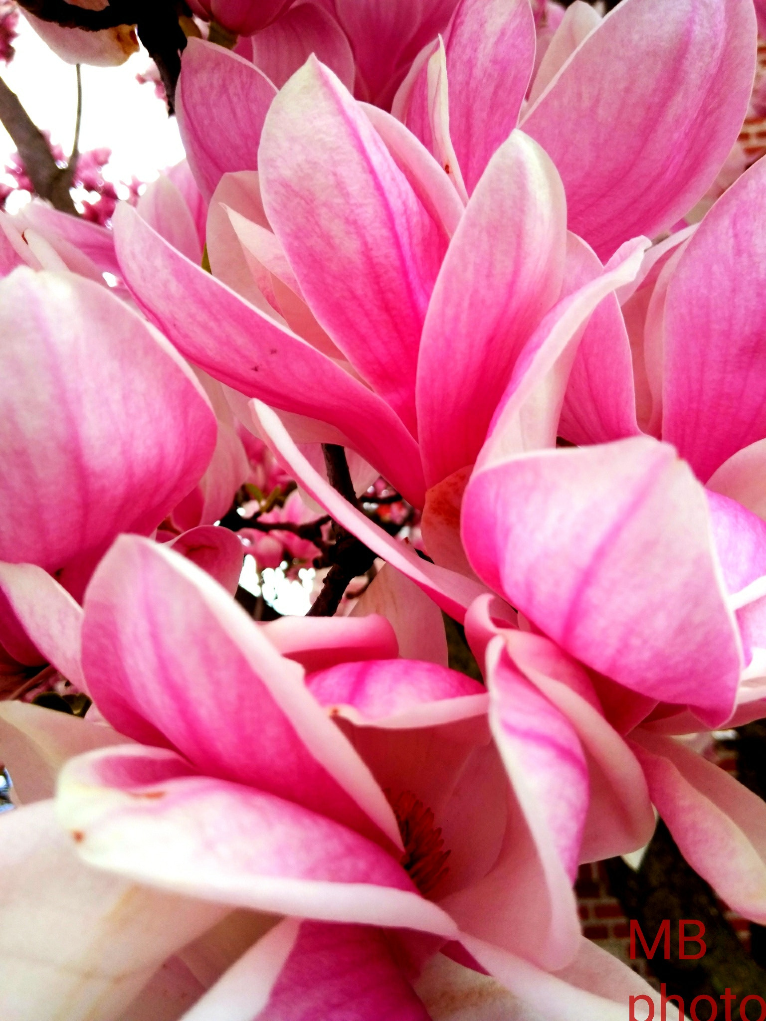 ZTE BLADE ZMAX sample photo. Pink color photography