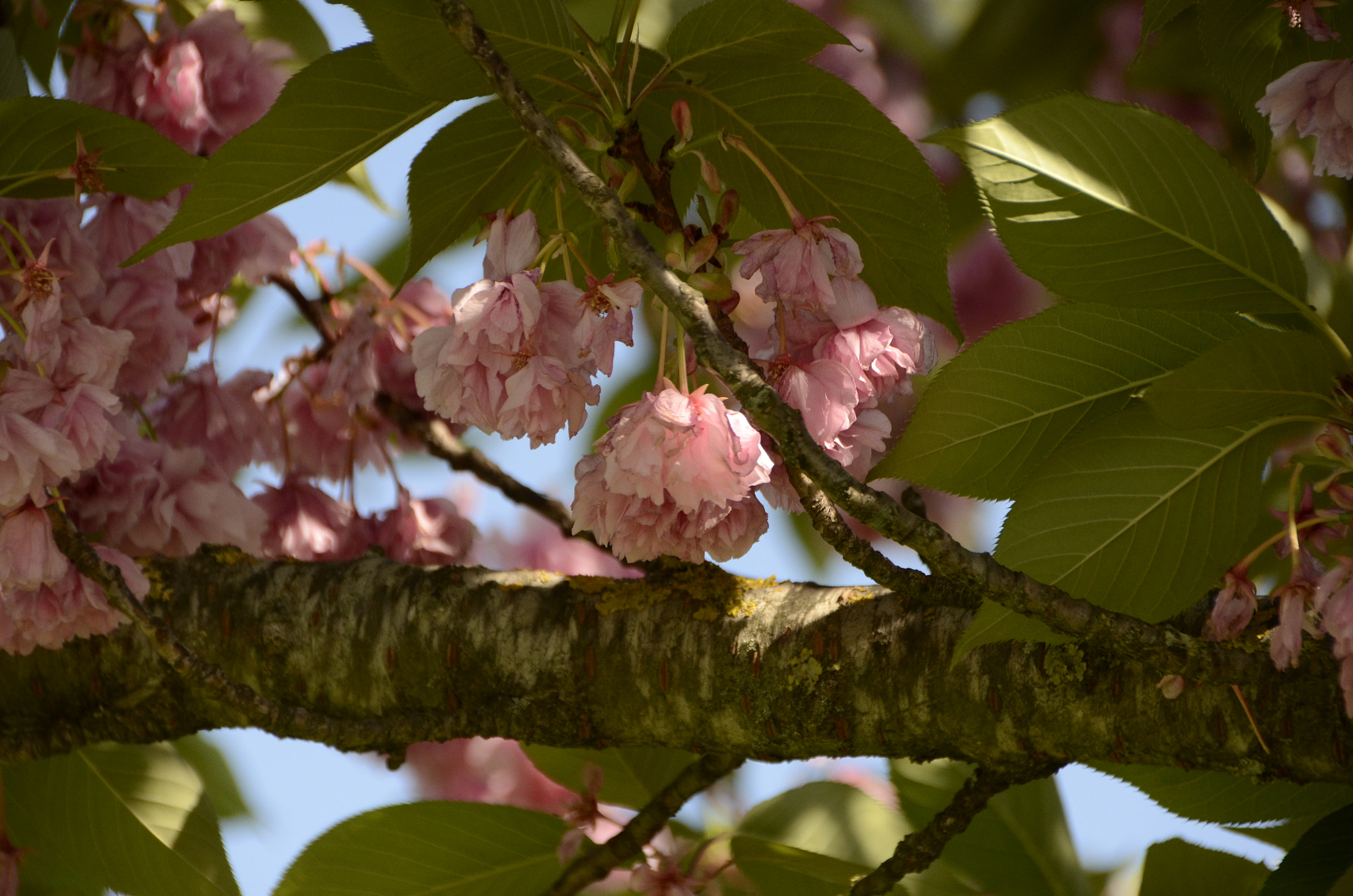 Nikon D7000 + Sigma 18-200mm F3.5-6.3 II DC OS HSM sample photo. Alberi in fiore... photography