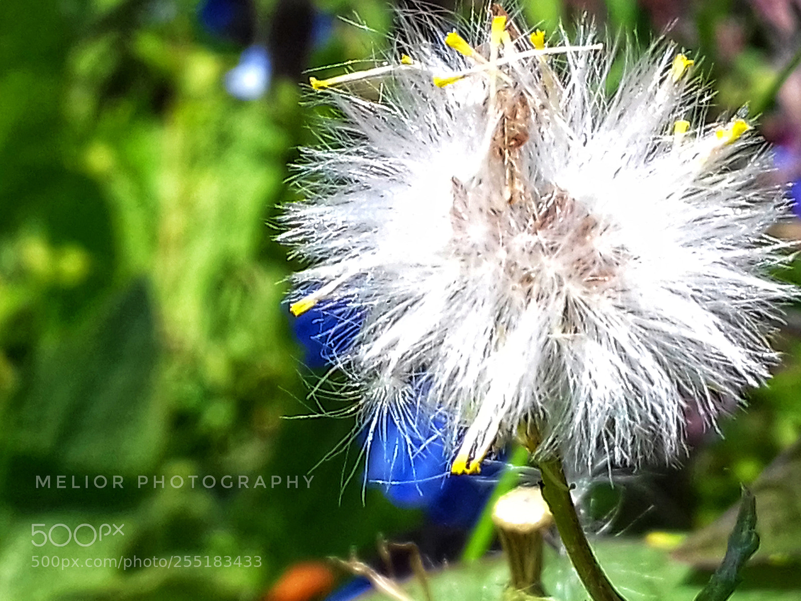 Samsung Galaxy Grand Prime sample photo. Spring time photography