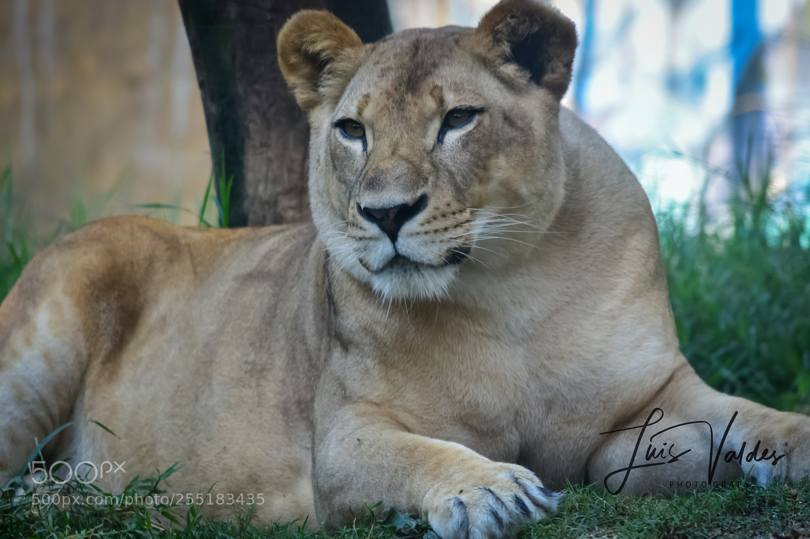 Nikon D7200 sample photo. Queen photography