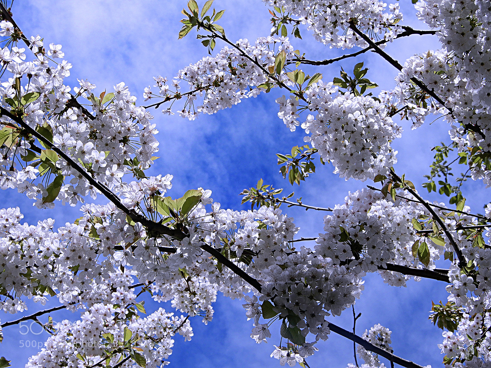 Nikon Coolpix A900 sample photo. My cherry tree photography