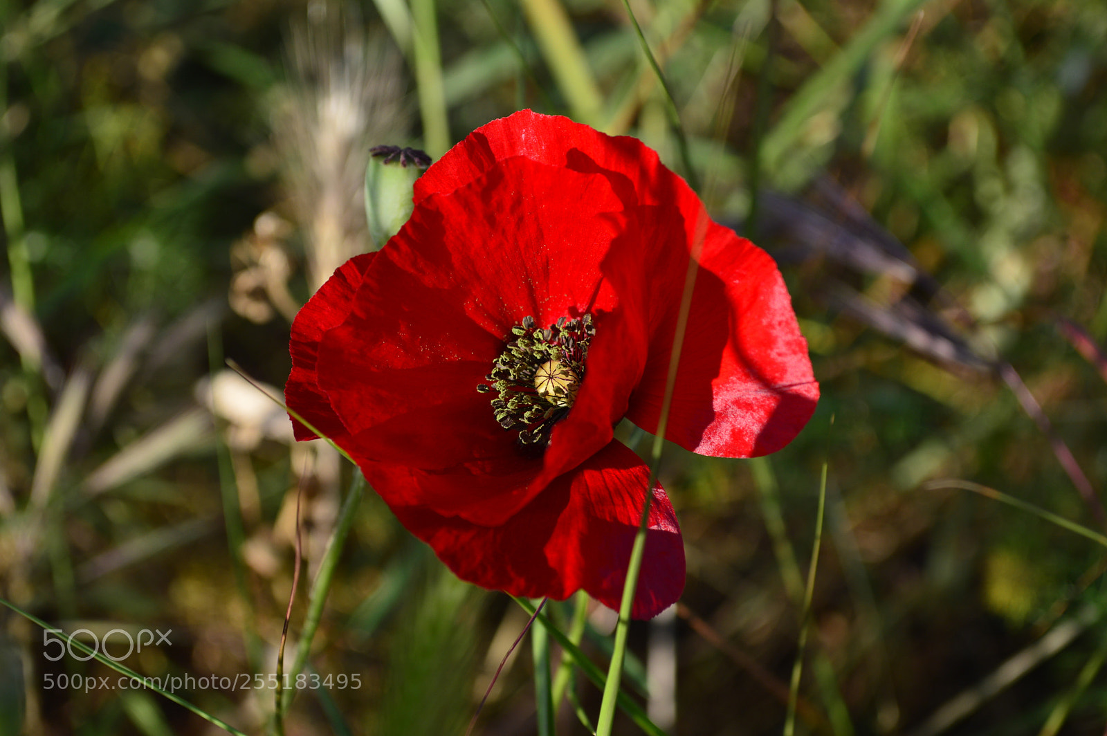 Nikon D3200 sample photo. Nature photography