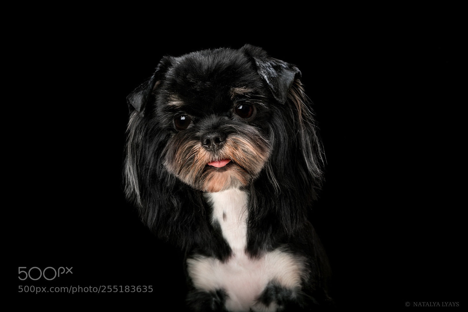 Canon EOS 5D Mark IV sample photo. Сute tongue photography