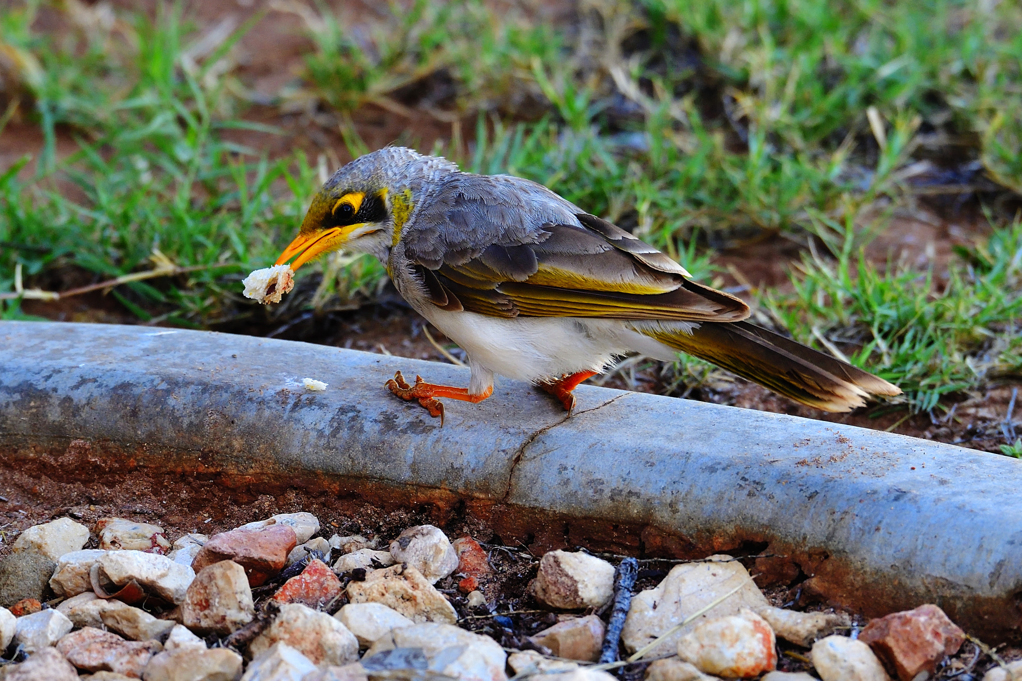 Nikon D5 sample photo. Pick photography