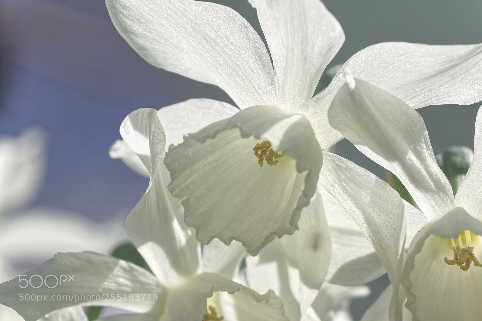 Sony SLT-A77 sample photo. Narsissus thalia photography