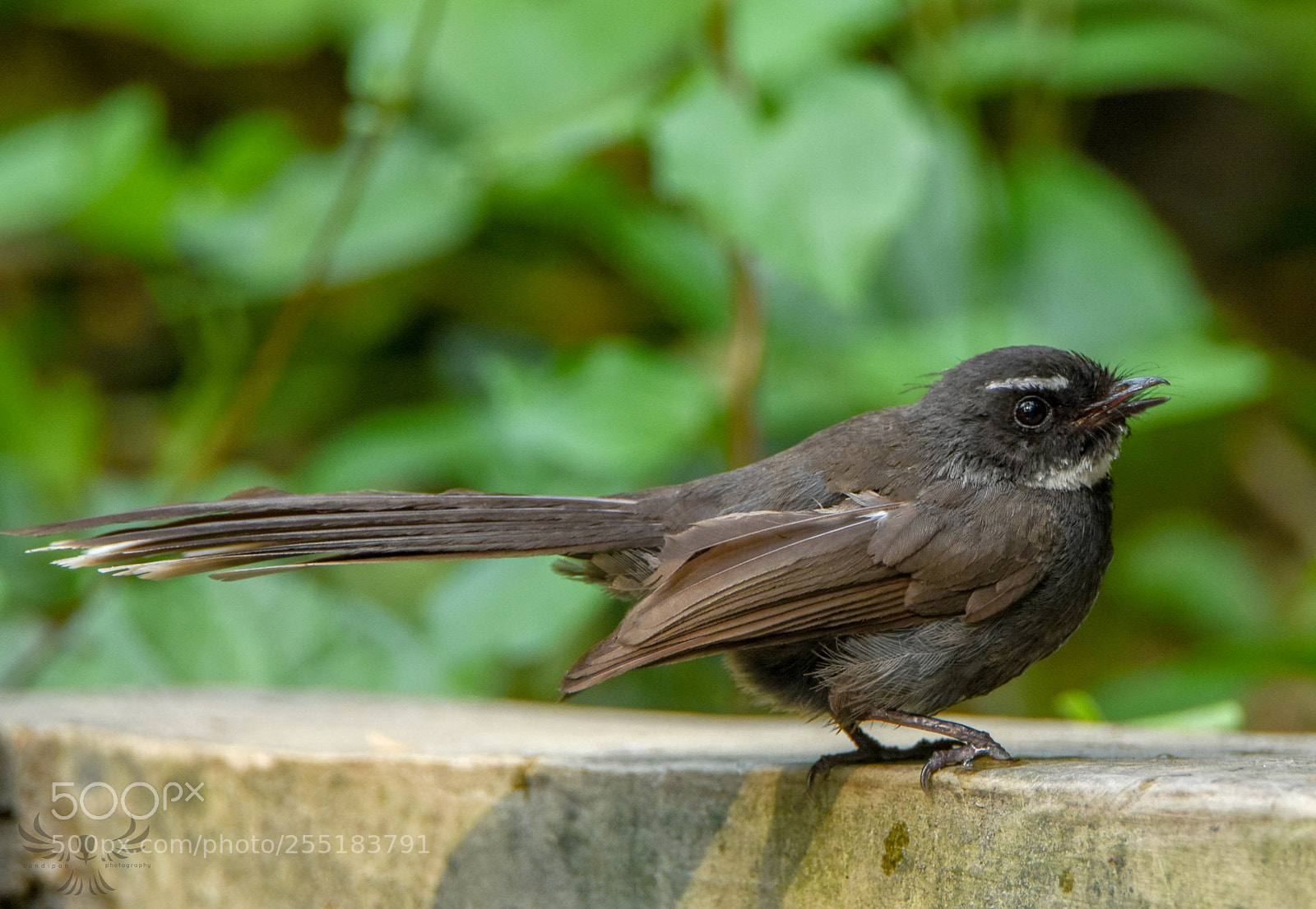 Nikon D7200 sample photo. White throated fantail photography