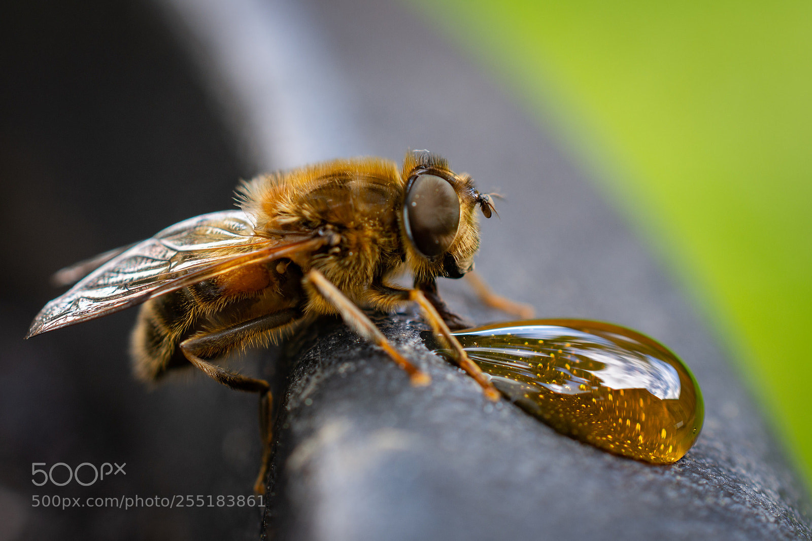 Nikon D7200 sample photo. Bee photography