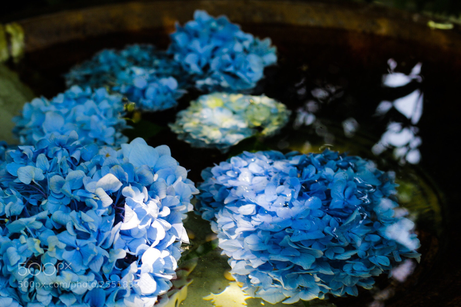 Canon EOS 70D sample photo. Hydrangea photography