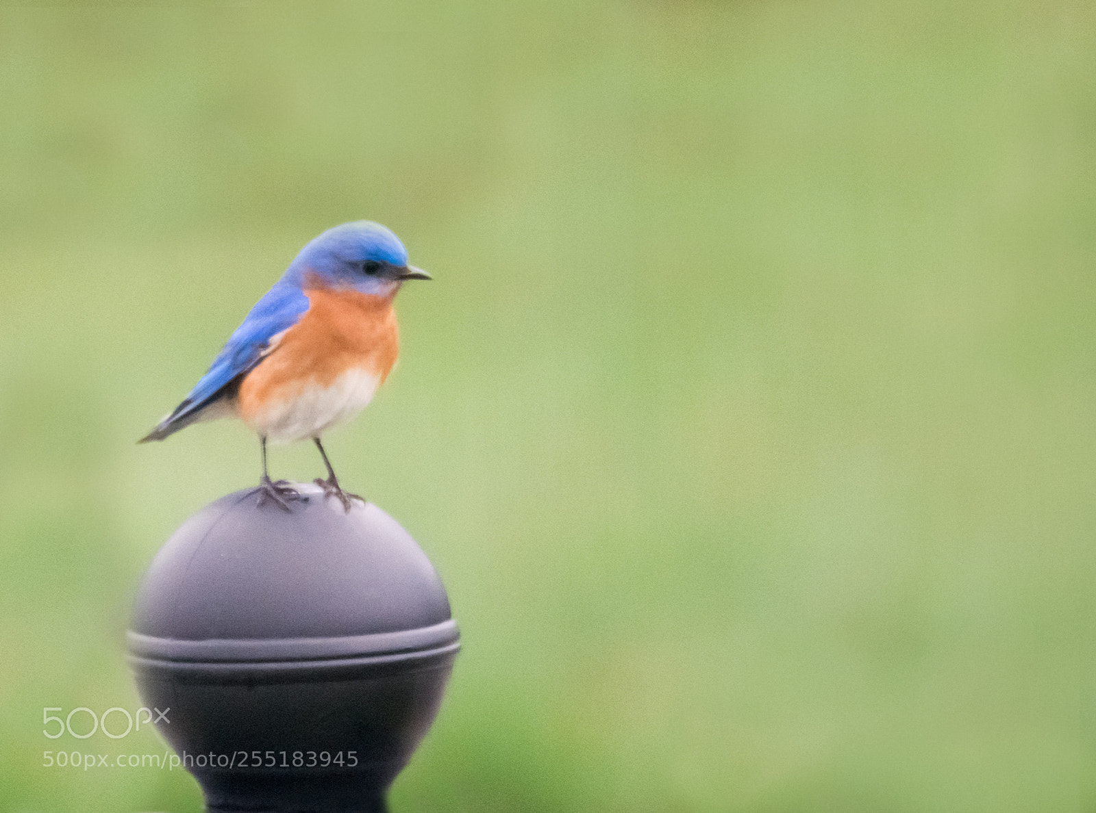 Nikon D7100 sample photo. Eastern bluebird photography