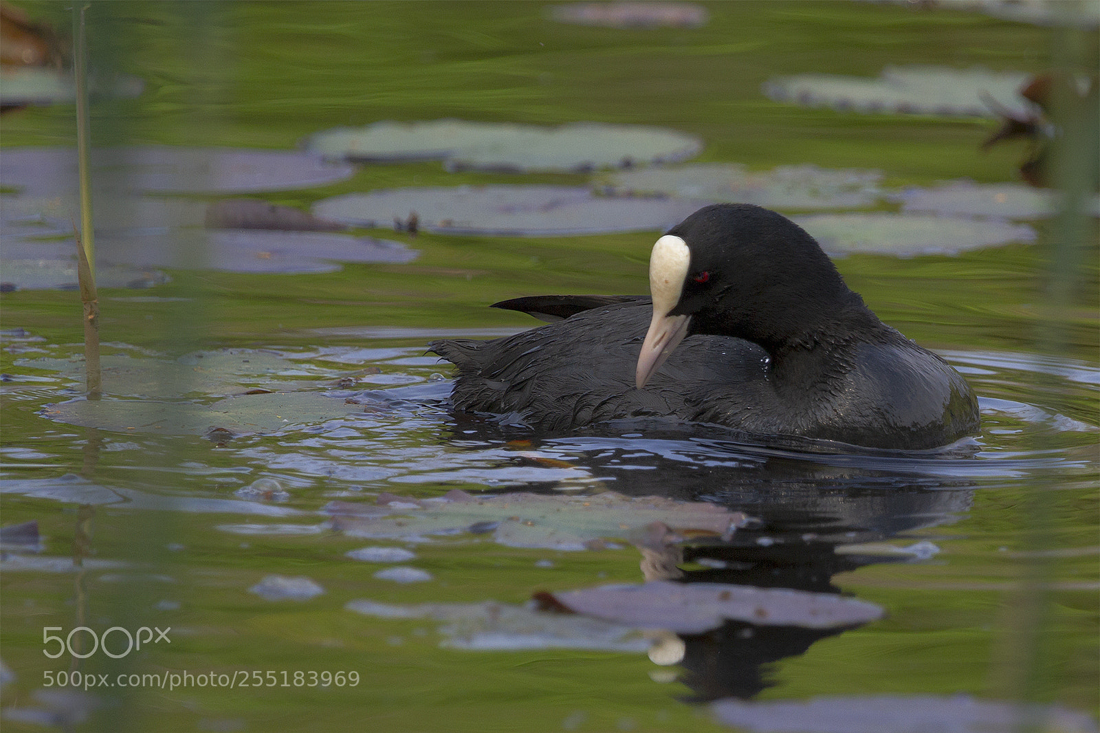 Canon EOS 7D sample photo. My first coot photography