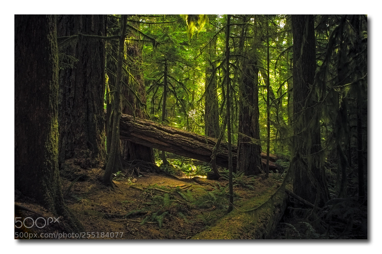 Canon EOS 5D sample photo. Edge of the forest photography