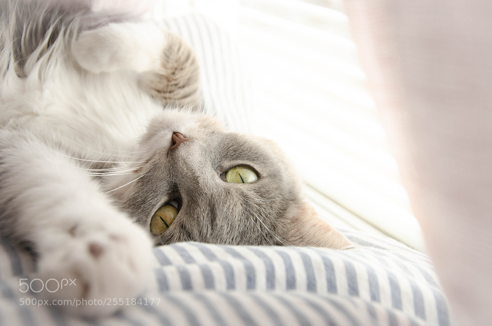 Nikon D7000 sample photo. Saffran the cat photography