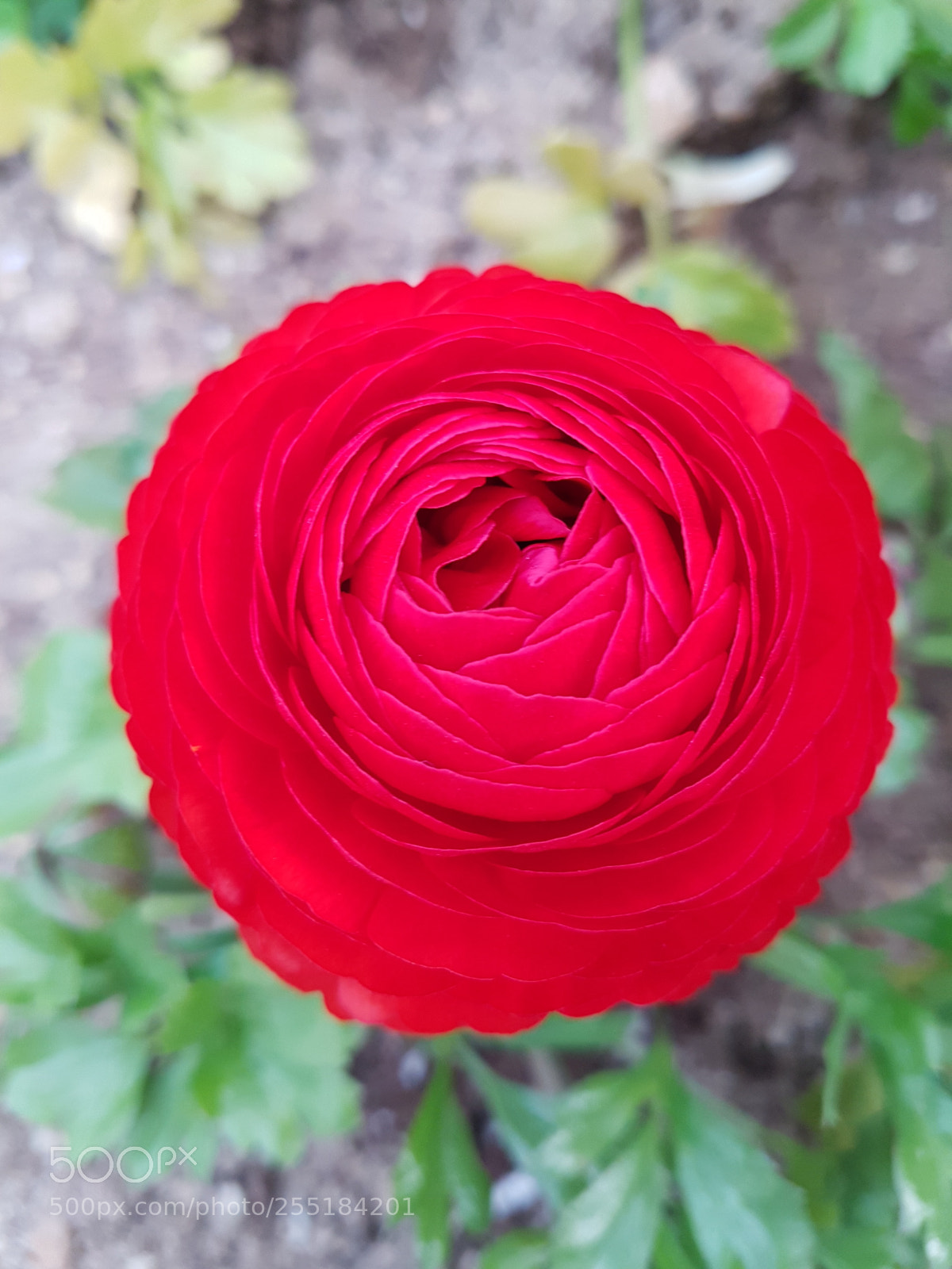Samsung Galaxy S7 Edge sample photo. Flower photography