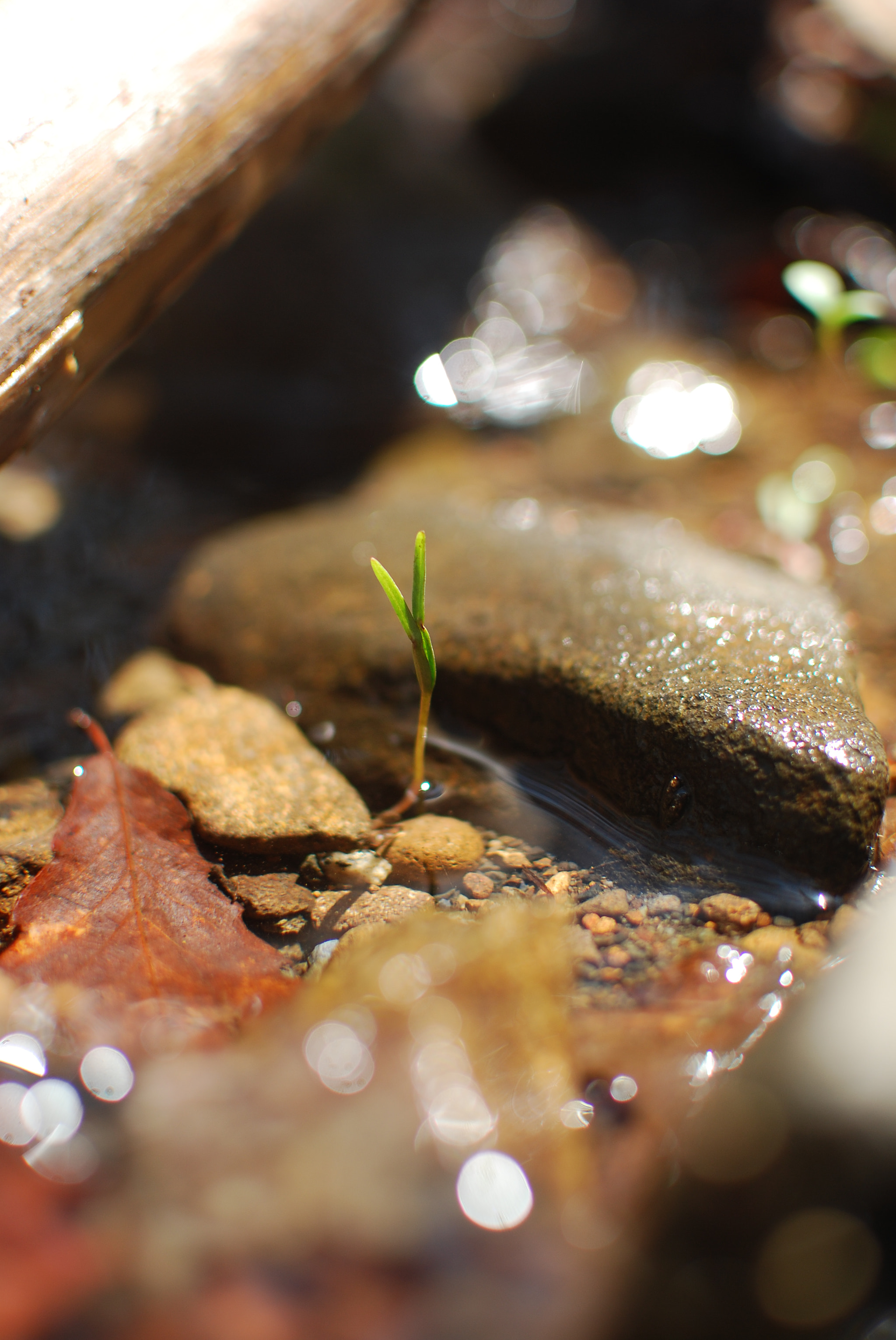 Nikon D40X + Nikon AF-S DX Nikkor 35mm F1.8G sample photo. Wild life. photography