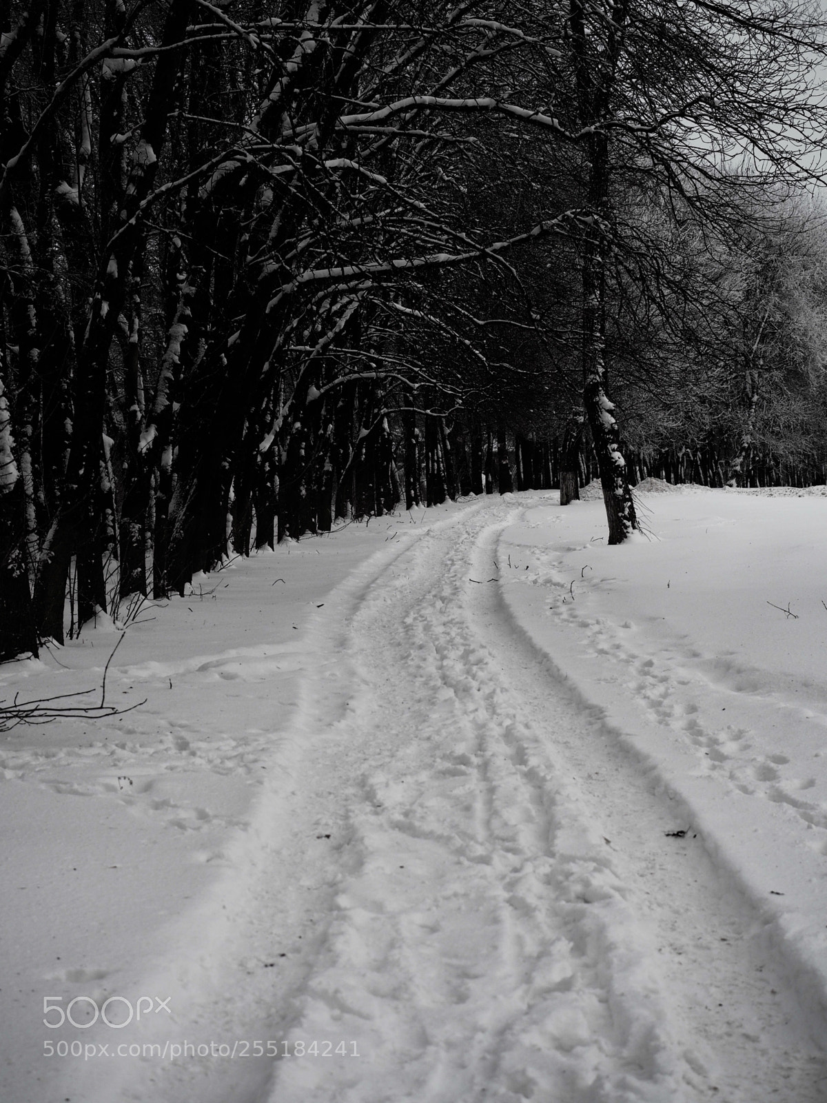Olympus OM-D E-M5 II sample photo. ******* photography