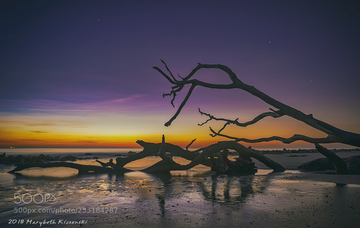 Nikon D3S sample photo. Driftwood sunrise photography