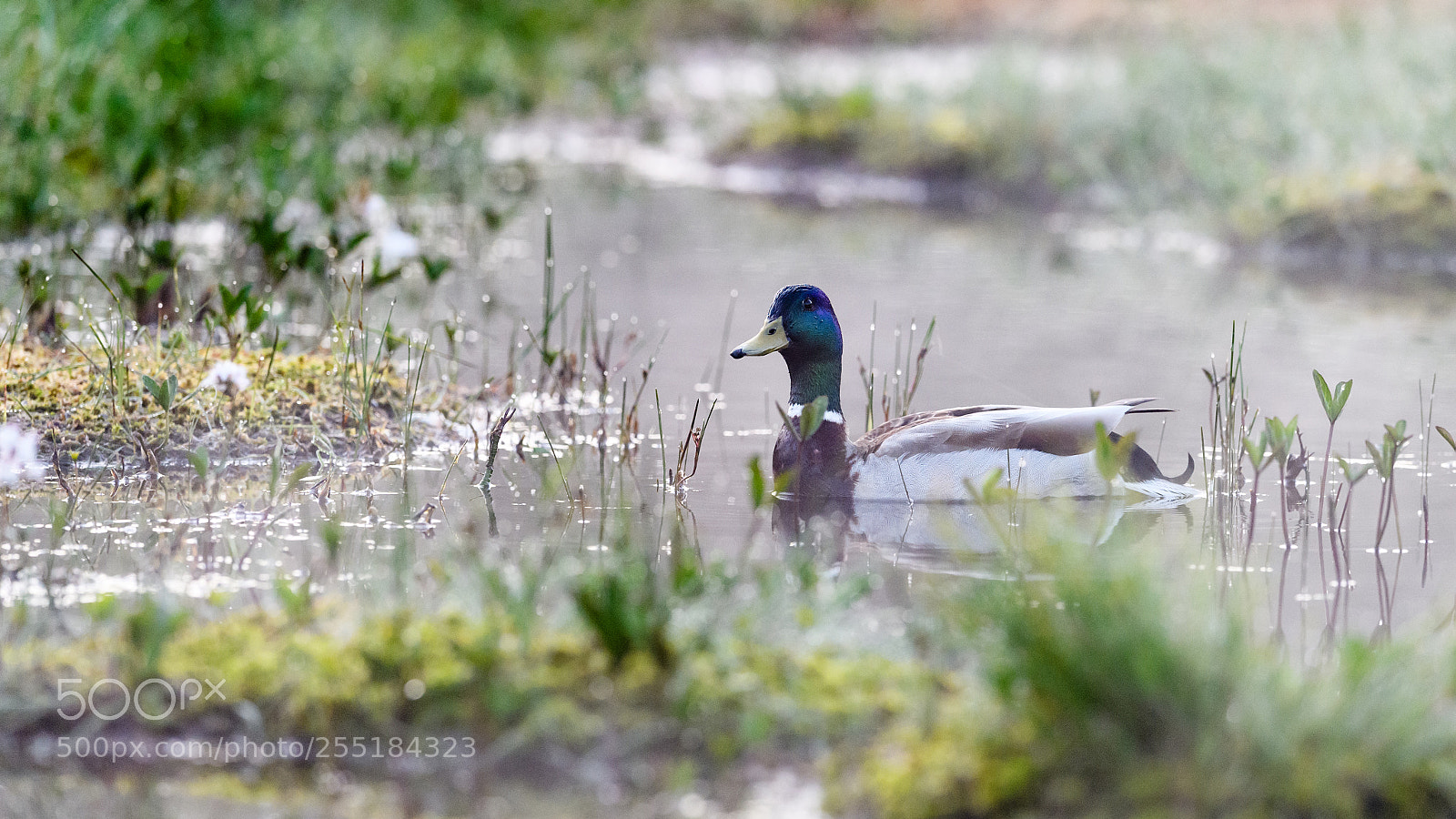 Nikon D5 sample photo. Mallard in morning mist photography