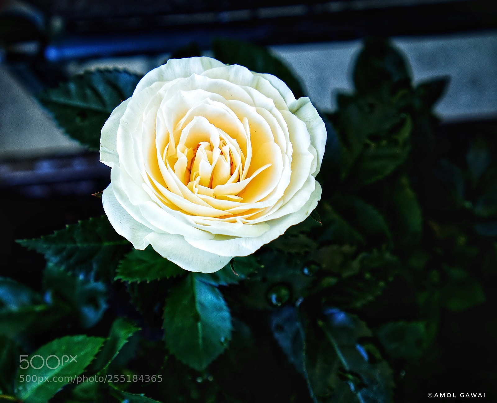 Sony a6000 sample photo. White and gold photography