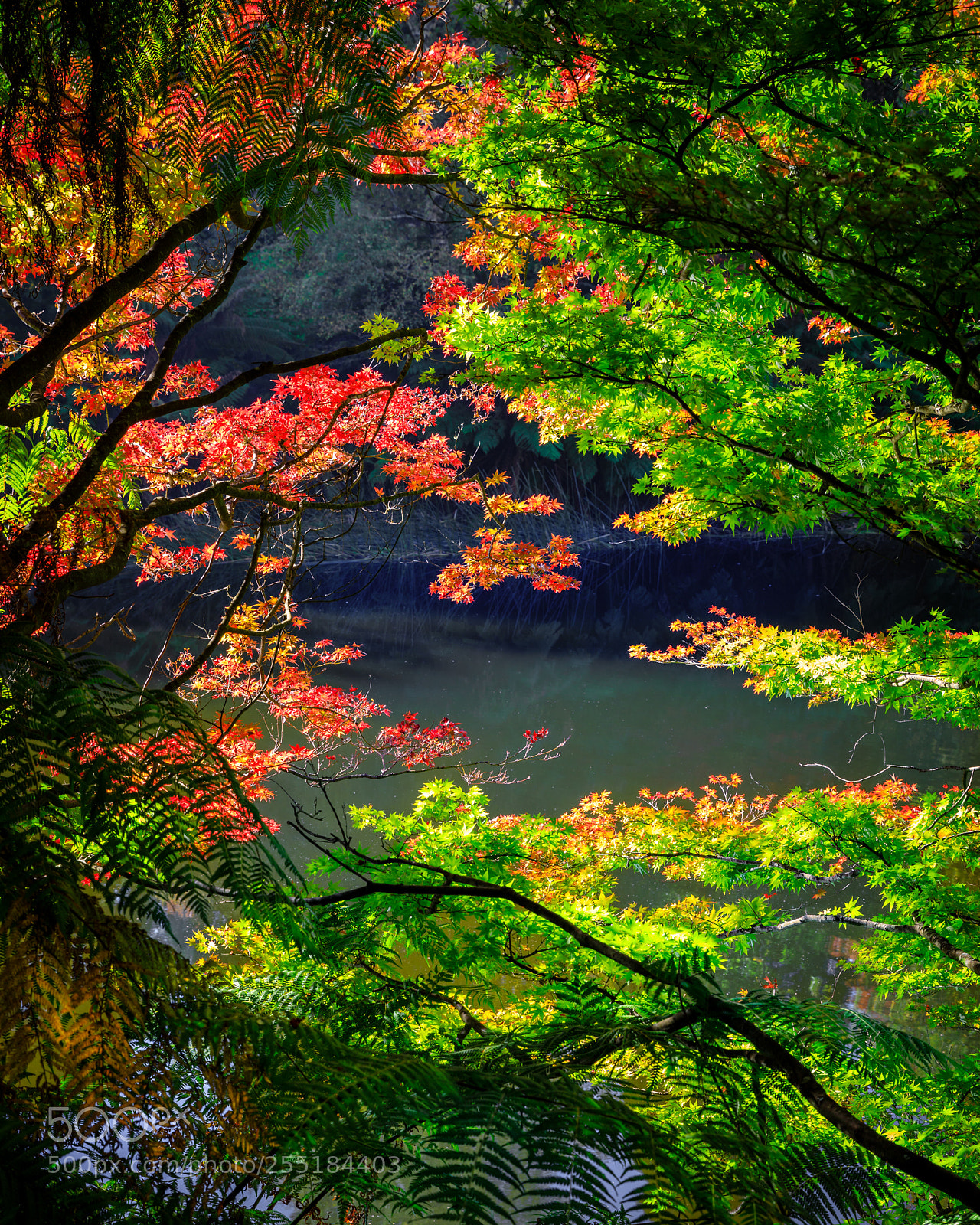 Canon EOS 5D Mark IV sample photo. Autumn in victoria photography