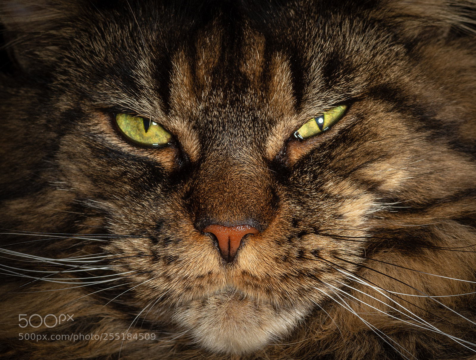 Nikon D610 sample photo. Eyes... photography