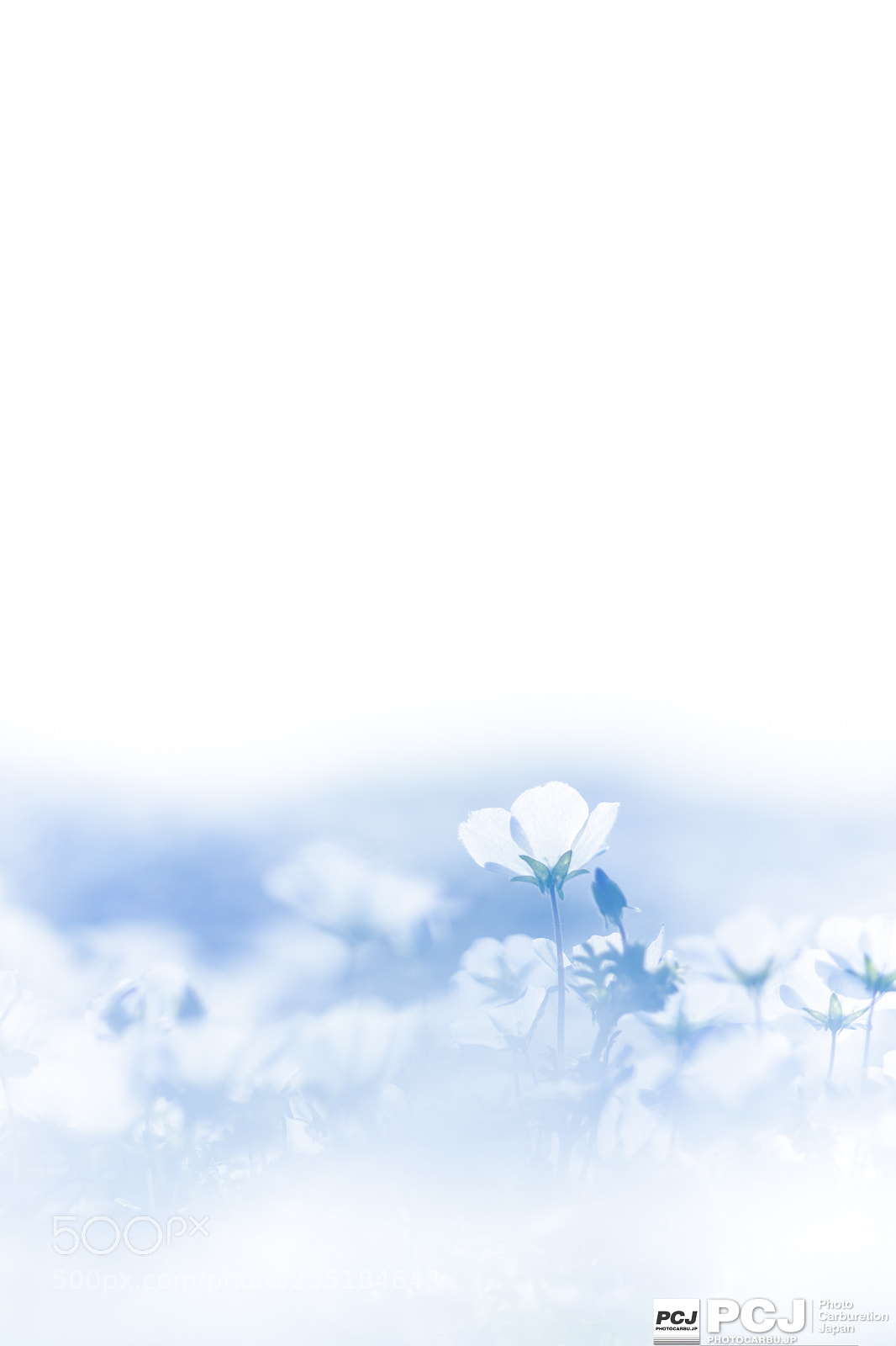 Canon EOS 5D Mark IV sample photo. Blue photography