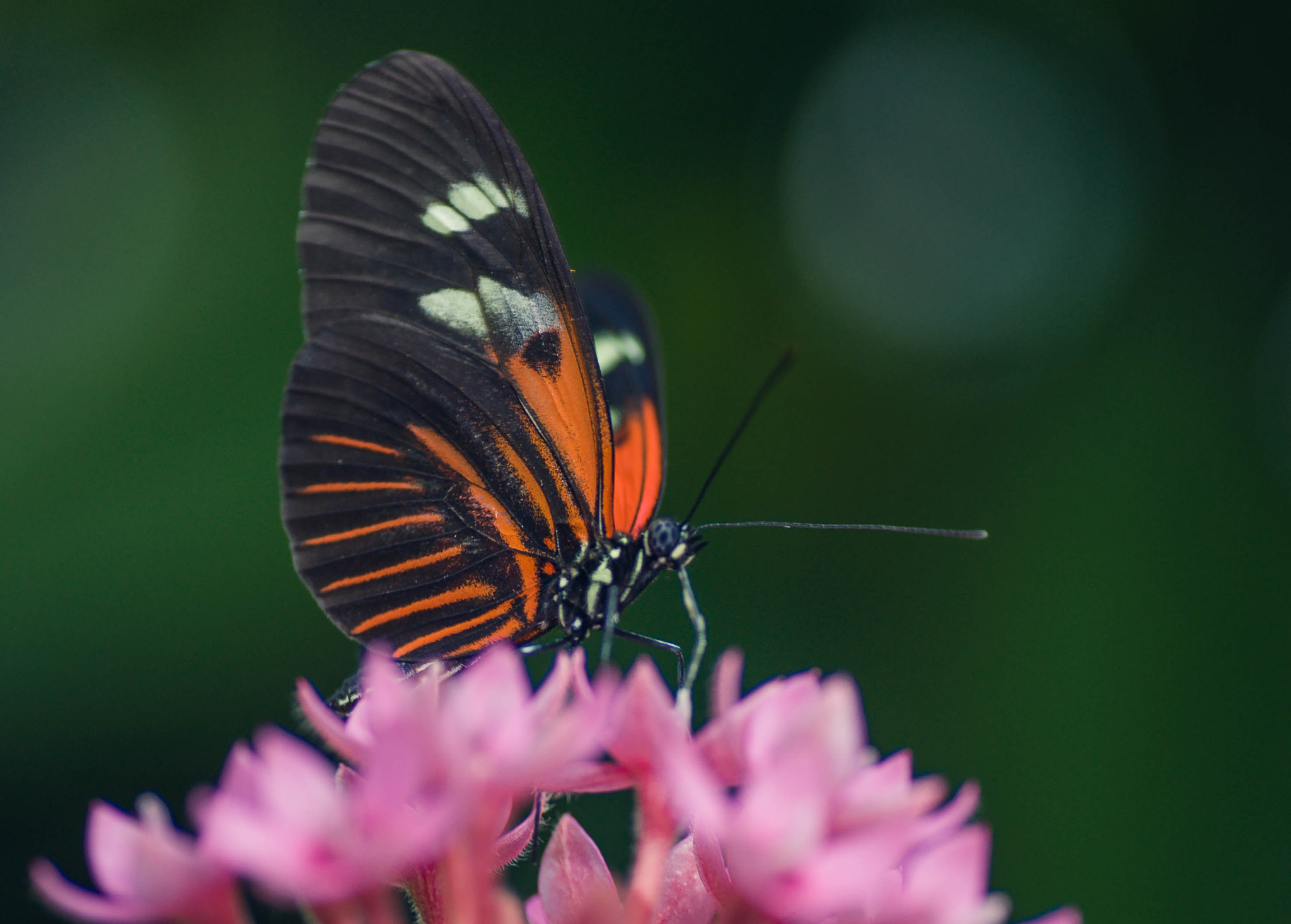 Sony Alpha DSLR-A900 sample photo. Monarch butterfly photography