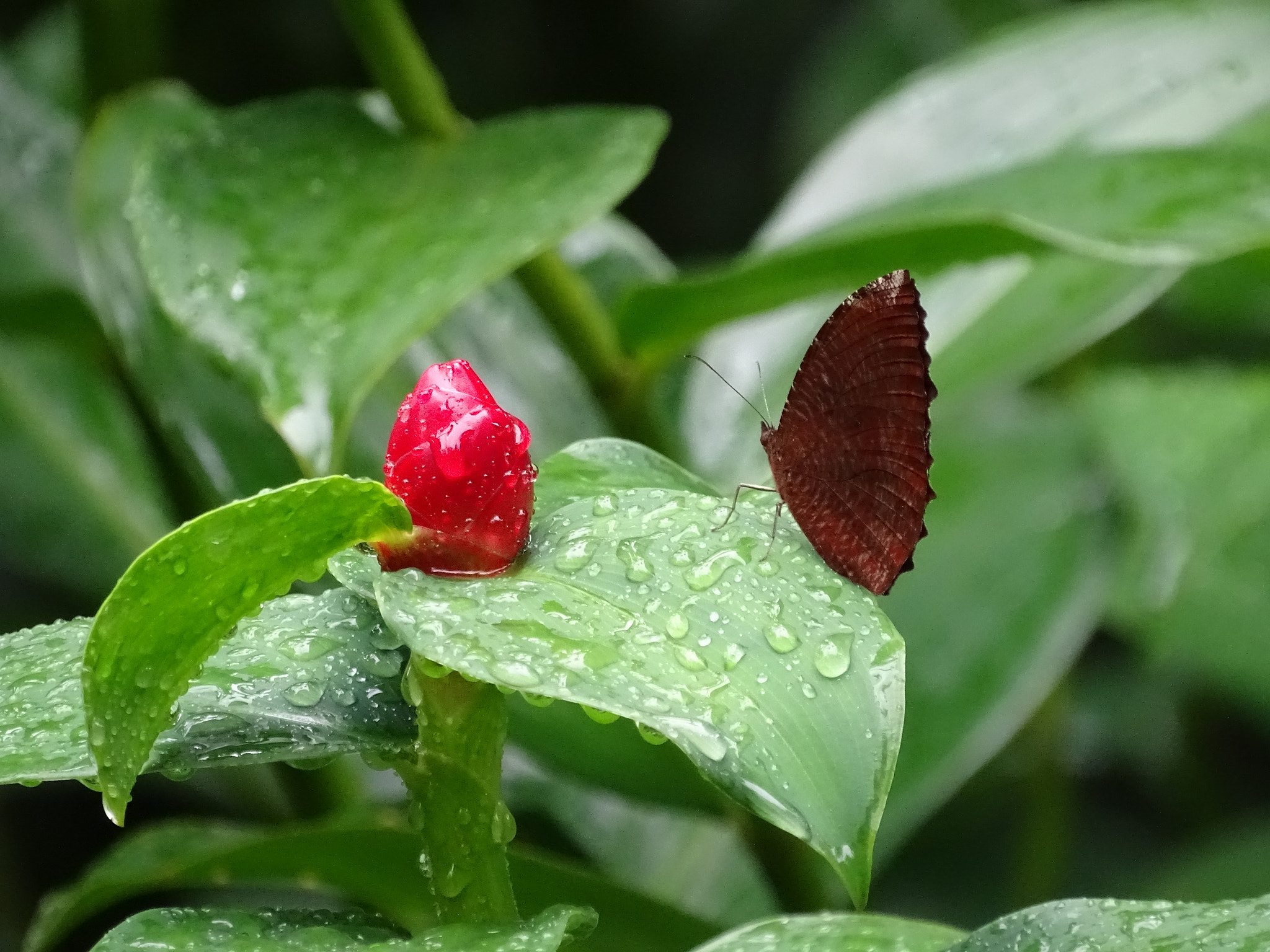 Sony Cyber-shot DSC-HX350 sample photo. Dsc photography
