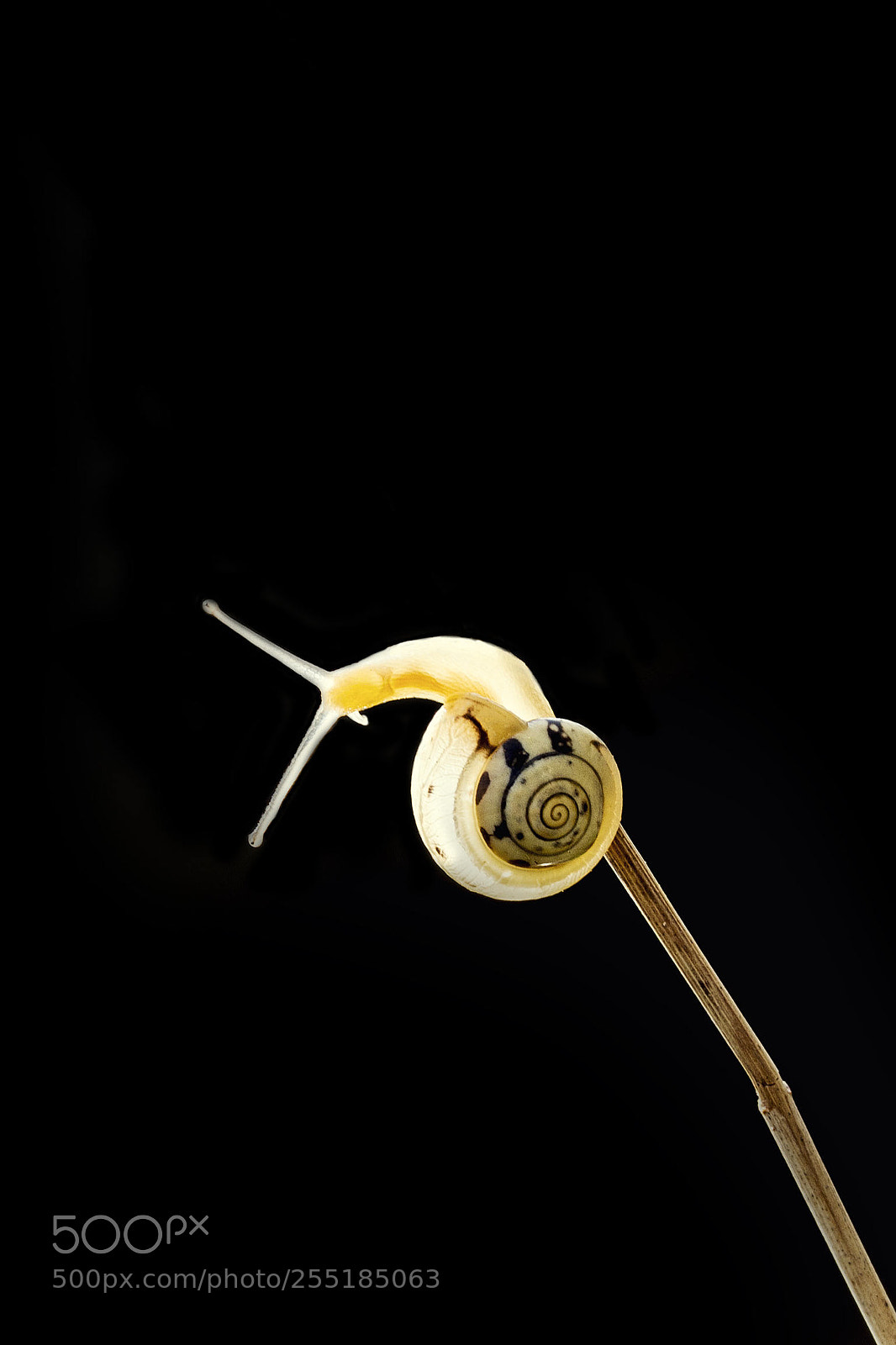 Nikon D610 sample photo. Snail photography