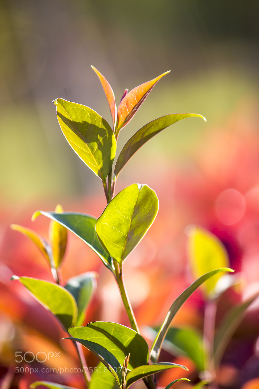 Canon EOS 600D (Rebel EOS T3i / EOS Kiss X5) sample photo. Little leaves the hope photography