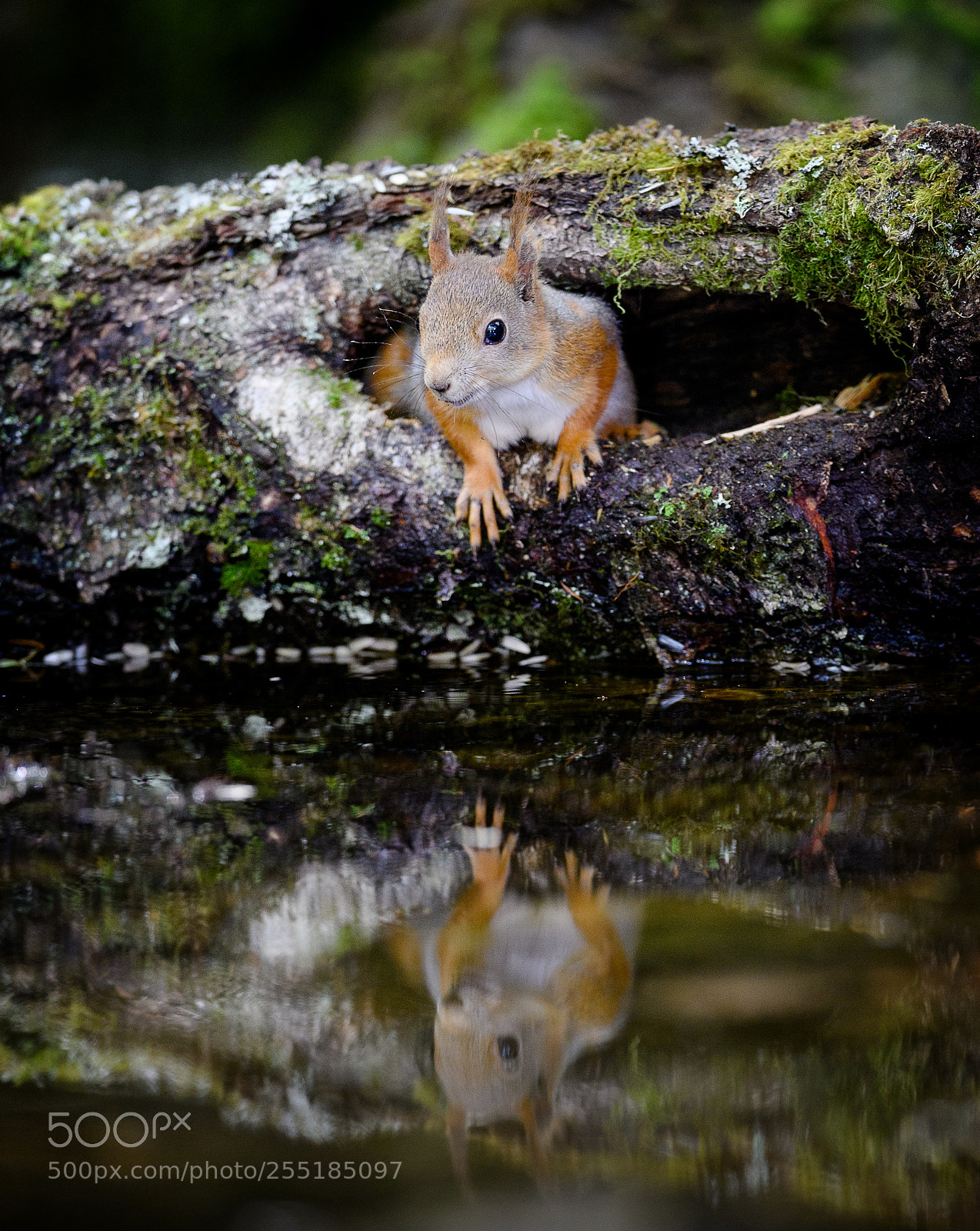 Nikon D5 sample photo. Red squirrel photography