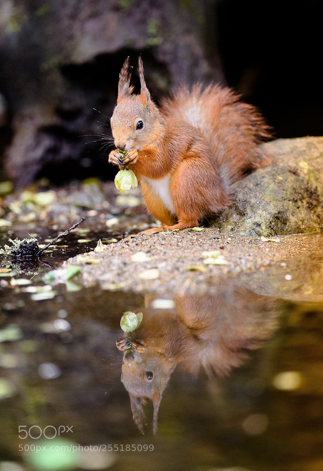 Nikon D5 sample photo. Red squirrel photography